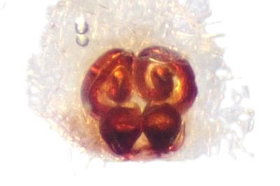 <i>Philodromus dispar</i>