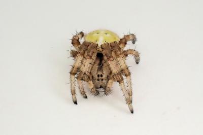 <i>Araneus quadratus</i>