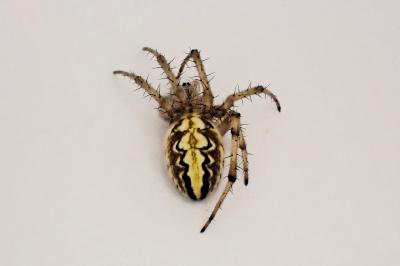 <i>Neoscona adianta</i>