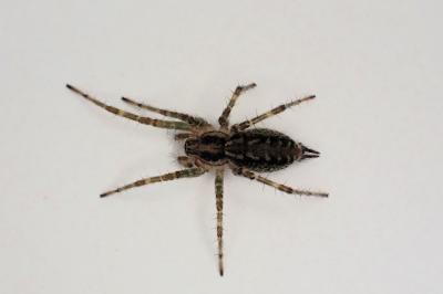<i>Allagelena gracilens</i>