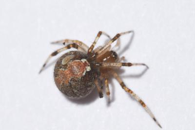 <i>Theridion pinastri</i>