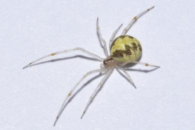 <i>Theridion varians</i>