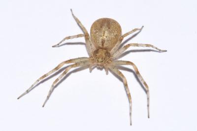 <i>Philodromus praedatus</i>