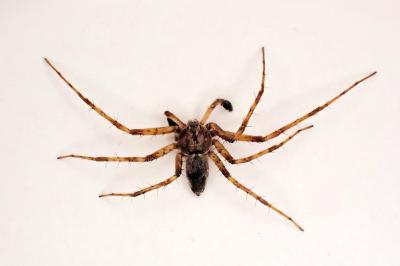 <i>Philodromus praedatus</i>