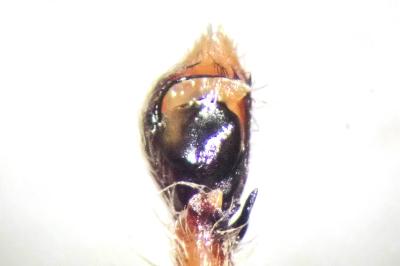 <i>Philodromus praedatus</i>