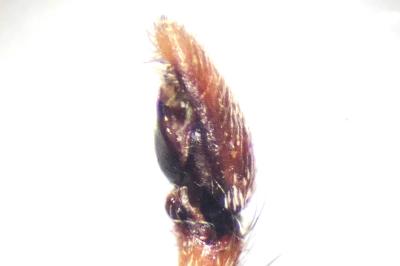 <i>Philodromus praedatus</i>