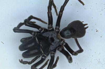<i>Atypus</i>