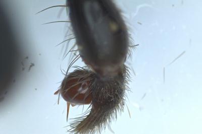 <i>Atypus</i>