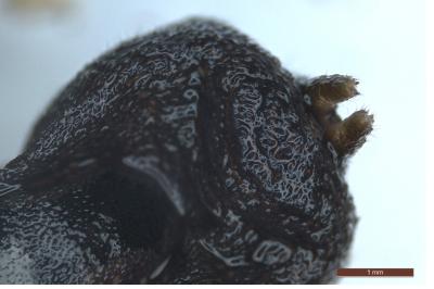 <i>Atypus</i>