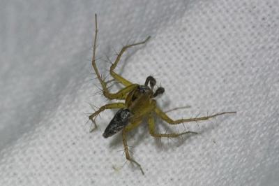 <i>Oxyopes</i>
