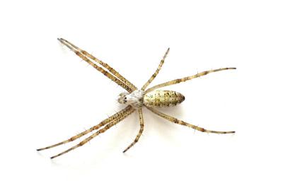 <i>Argiope bruennichi</i>