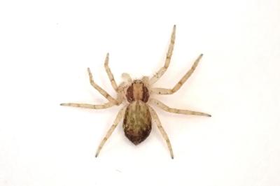 <i>Philodromus dispar</i>