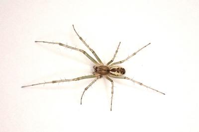 <i>Linyphia triangularis</i>