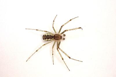 <i>Linyphia triangularis</i>