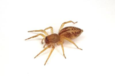 <i>Clubiona comta</i>