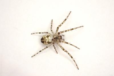 <i>Metellina</i>