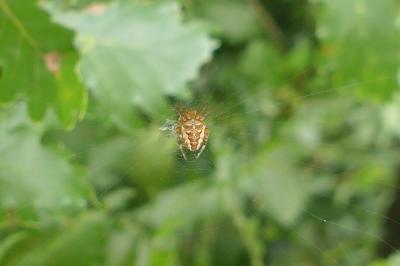 <i>Araneus diadematus</i>