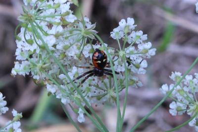 <i>Synema globosum</i>