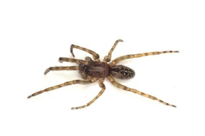 <i>Segestria bavarica</i>