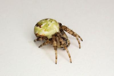 <i>Araneus quadratus</i>