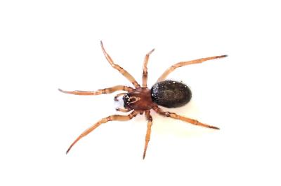 <i>Enoplognatha thoracica</i>
