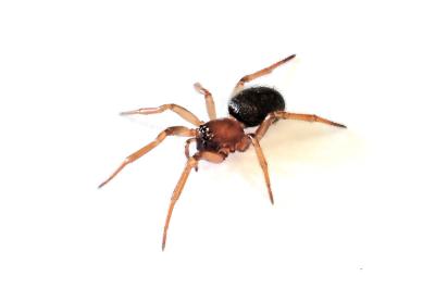 <i>Enoplognatha thoracica</i>