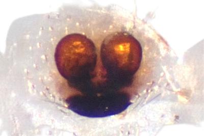 <i>Enoplognatha thoracica</i>