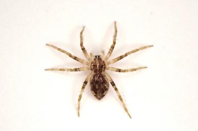 <i>Pisaura mirabilis</i>