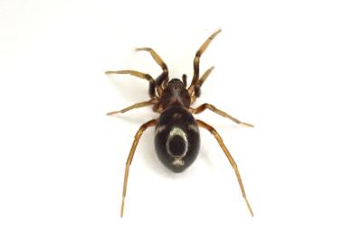 <i>Phrurolithus festivus</i>