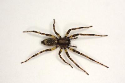<i>Anyphaena accentuata</i>