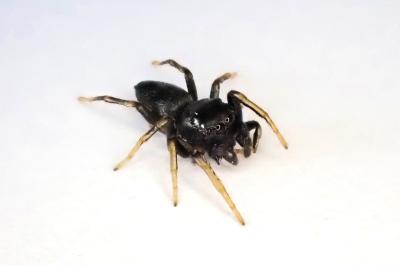 <i>Heliophanus cupreus</i>