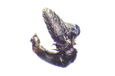 <i>Heliophanus cupreus</i>