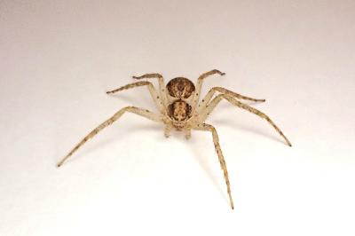 <i>Philodromus dispar</i>