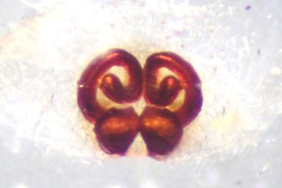 <i>Philodromus dispar</i>