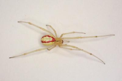 <i>Enoplognatha latimana</i>