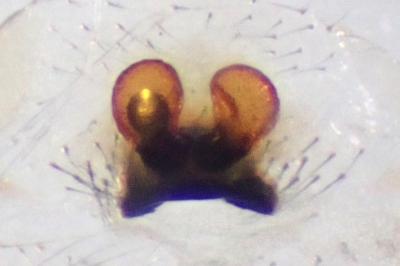 <i>Enoplognatha latimana</i>
