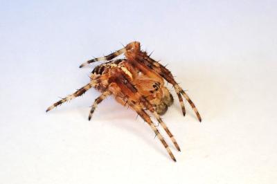 <i>Araneus diadematus</i>