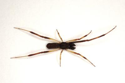 <i>Episinus truncatus</i>