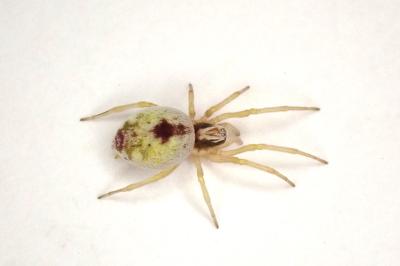 <i>Nigma puella</i>