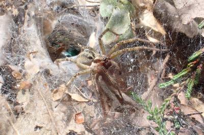 <i>Agelena labyrinthica</i>