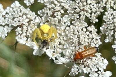 <i>Misumena vatia</i>