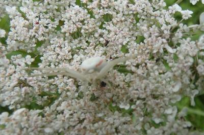 <i>Misumena vatia</i>