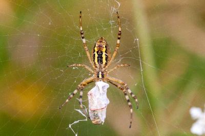 <i>Argiope bruennichi</i>