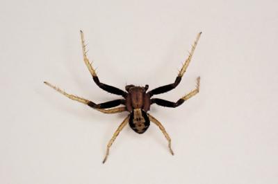 <i>Xysticus erraticus</i>
