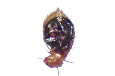 <i>Xysticus erraticus</i>