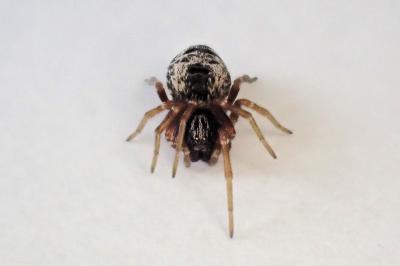 <i>Dictyna uncinata</i>