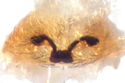 <i>Dictyna uncinata</i>