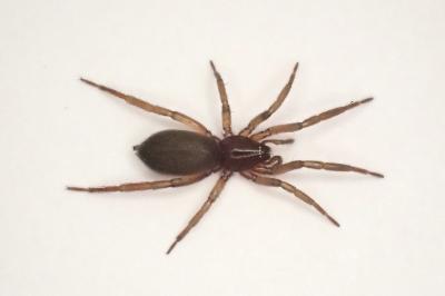<i>Zelotes tenuis</i>