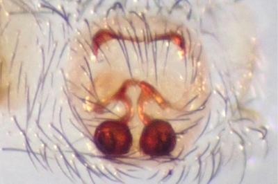 <i>Zelotes tenuis</i>