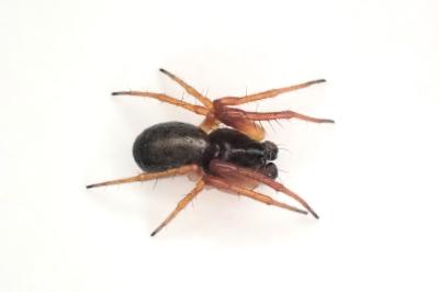 <i>Hypsosinga pygmaea</i>